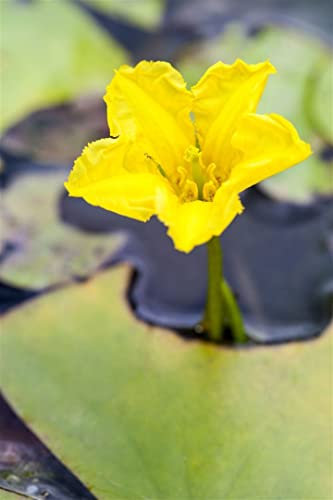Nymphoides peltata ca. 9x9 cm Topf - Seekanne, gelbe Blüten, Blütezeit Juni-August, ideal für Teiche, schwimmend, pflegeleicht