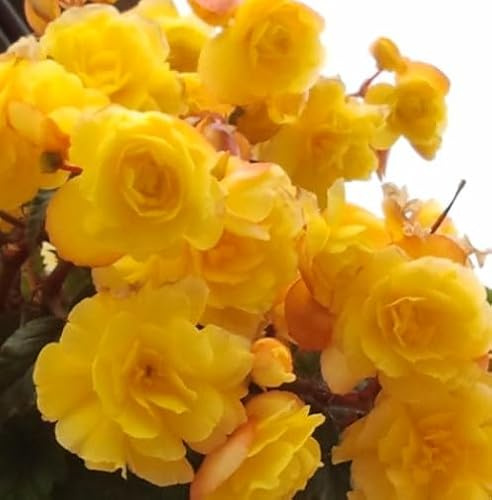 Ausverkauf Begonienzwiebeln : Begonia pendula yellow - Begonie Gelbe Hängebegonie 1 Knolle