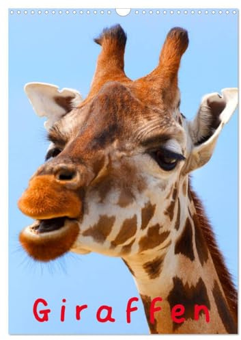 Giraffen (Wandkalender 2026 DIN A3 hoch), CALVENDO Monatskalender: Schöne Gesichter auf langen und eleganten Hälsen (CALVENDO Tiere)