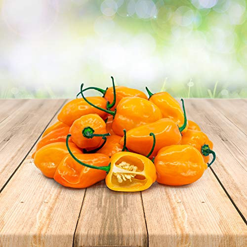 Piment Habanero Orange 25 x Graines du Portugal 100% Naturel sans Aide à la Culture Chimique ni Génie Génétique