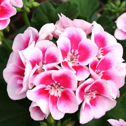 Fresh 100Pcs Pink White Geranium Flower Seeds