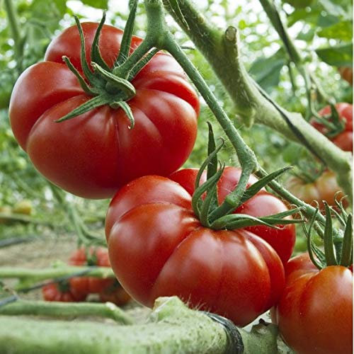 Tomate ''Sweet Marmande'' 10 Samen -Frühreif-