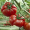 Tomate ''Sweet Marmande'' 10 Samen -Frühreif-