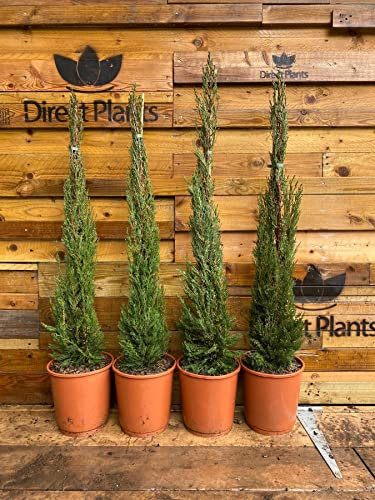 2X Matching Pair Italian Cypress Trees Cupressus Sempervirens 4ft Tall Large Supplied in 10 Litre Pots by DirectPlants™