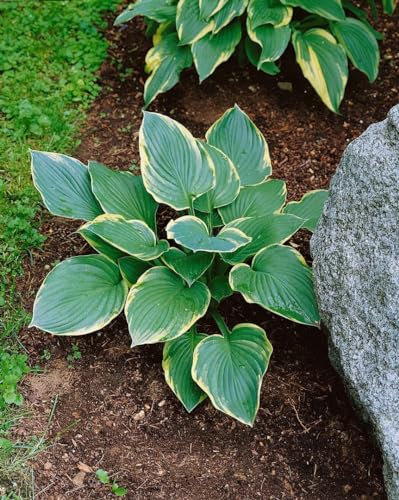 Funkie 'Fringe Benefit' im Topf Hosta Bodendecker winterhart mehrjährig