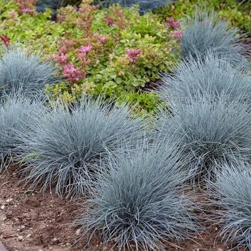 6 x Festuca glauca 'Elijah Blue' - Blauschwingel in 9x9cm Topf
