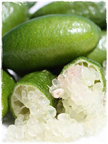 pianta di limone caviale albero nano di limone caviale pianta di limone caviale nano da mangiare pianta vera venduta da eGarden.store (verde)