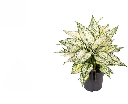 Aglaonema White Kiwi - Kolbenfaden - Zimmerpflanze - Ø19cm - ↑40cm