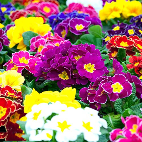 350 Stück primeln samen primel - Seltene Pflanze serie - mix pflanzen topf nachhaltige produkte blumensamen mehrjährig winterhart geschenk saat garten kleine geschenke