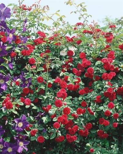 Rosa 'Chevy Chase' - Ramblerrose, leuchtend rote Blüten, Blütezeit Juni-August, ideal für Pergolen und Zäune, pflegeleicht und winterhart