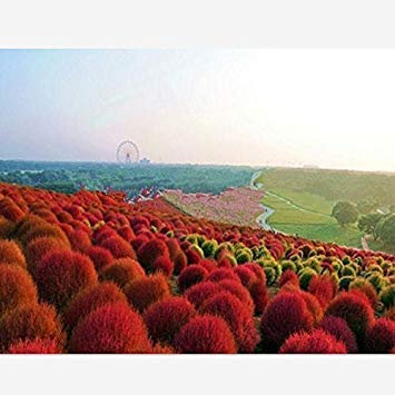 100 stücke Kaninchen schwanz gras Schwingel Grassamen weiß Bodendecker grassamen für hausgarten pflanzen