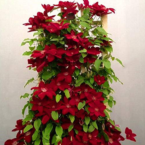 100 Stück Klematis Kletterrebe Samen Blume Pflanze Home Office Ornament Dekoration Rot für Frauen, Männer, Kinder, Anfänger, Gärtner Geschenk