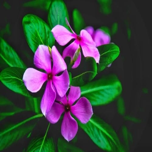 Semi di fiori di oleandro freschi e nuovi, 100 pezzi, viola