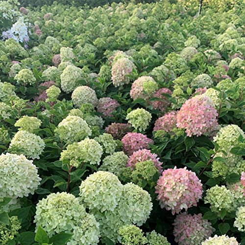 Rispenhortensie Little Lime limonengrün-rosa - Hortensie winterhart & mehrjährig - Hydrangea paniculata - 1 Pflanze von Garten Schlüter - Pflanzen in Top Qualität
