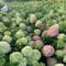 Rispenhortensie Little Lime limonengrün-rosa - Hortensie winterhart & mehrjährig - Hydrangea paniculata - 1 Pflanze von Garten Schlüter - Pflanzen in Top Qualität
