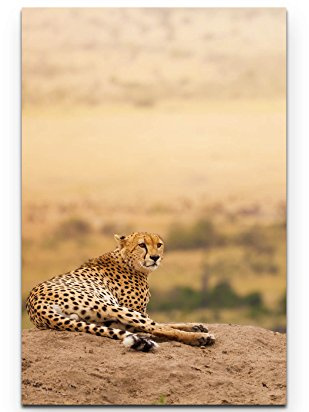 Paul Sinus Art Leinwandbilder | Bilder Leinwand 90x60cm Gepard in Afrika