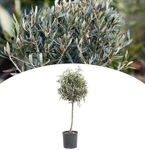NatureNest, Olivenbäume am Stamm, Hardy, XXL, 90-110 cm, Gartenpflege, Mediterrane Pflanzen