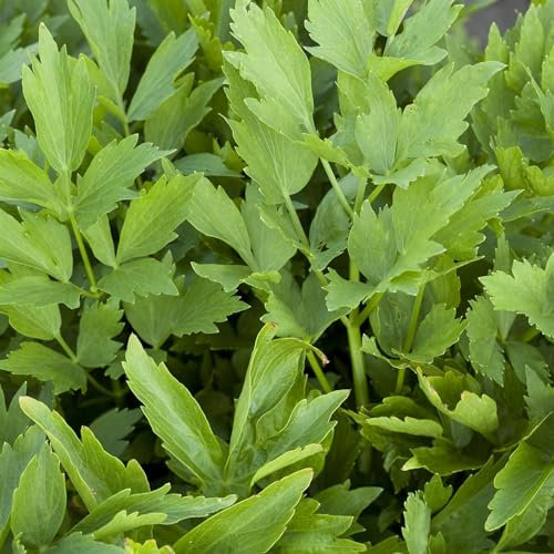 Perfect Plants - Lovage Plant in a 13cm Pot Garden Ready Herb Plant - Levisticum officinale