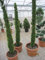 Thuja occidentalis Smaragd Toskanaform - Lebensbaum Smaragd Toskanaform