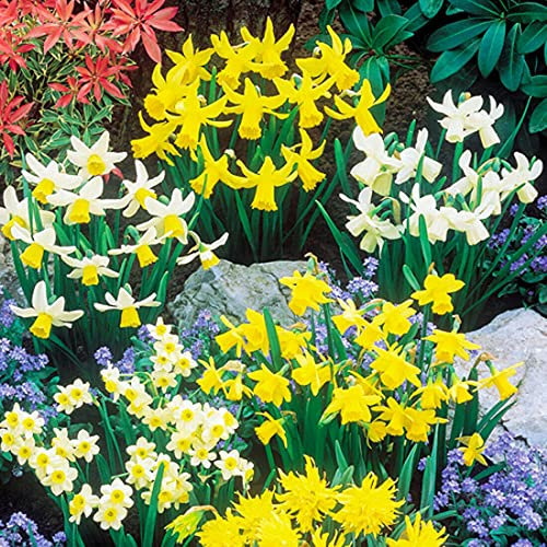 Daffodil Mixed Bulbs, Naturalising Bulbs,Flower Bulbs for Planting Now X30