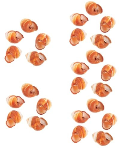 BESPORTBLE 25 Pièces Coquille d'escargot français Grosses coquilles pour coquilles épaisses mer Couverts de Table moules à pâtisserie coquilles d'escargots Multi-usages coquilles cuites océan