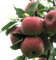 Apfel 'Topaz' ca. 150cm Im 10 Liter Topf