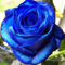 Saterkali Blaue Rosen-Blumensamen, 100 Stück blaue Rosen-Blumensamen, blaue Rosen-Samen, seltene Pflanze, Topfdekoration