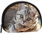 Porte-monnaie porte-monnaie pochette zèbre Shell sac de rangement fermeture éclair pour femmes, hommes enfants, chat, Shell storage bag, Pochette pour pièces