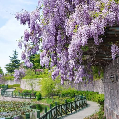 Pianta di glicine resistente - piante rampicanti resistenti semi di glicine semi di erbe aromatiche piante da giardino resistenti perenni piante resistenti all'inverno per vasi piante 80pcs