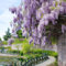 Pianta di glicine resistente - piante rampicanti resistenti semi di glicine semi di erbe aromatiche piante da giardino resistenti perenni piante resistenti all'inverno per vasi piante 80pcs