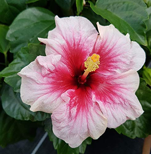 Fangblatt - Hibiskus 'Pink Dream' - die Hawaiblume mit pinken, rosa Blüten - der Rosen-Eibich ist als Pflanze für die Wohnung, Balkon oder Terrasse eine absolute Augenweide
