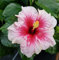 Fangblatt - Hibiskus 'Pink Dream' - die Hawaiblume mit pinken, rosa Blüten - der Rosen-Eibich ist als Pflanze für die Wohnung, Balkon oder Terrasse eine absolute Augenweide