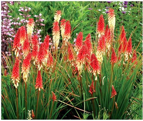 Stauden Gänge 3 x Kniphofia ‘Orange Vanilla Popsicle’ (Winterhart/Staude/Dauerblüher/Bienenferundlich/Mehrjährig) Fackellilie - Ein süßes Farbenspiel aus Orange und Creme