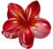 2 Stück Plumeria Blumen Haarspangen,Hawaiian Claw Clip,Rutschfeste Haarklammer Damen,Starker Halt,Krallenklammern Haarstyling-Zubehör für Frauen Mädchen,Party Strand Pool Urlaub,Rot