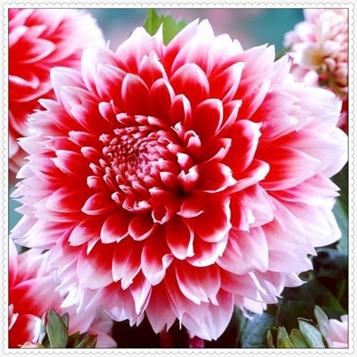 Dalias bulbos,dalias planta natural,Bulbos de flores exterior dalias,bulbos De Doble floración,Bulbos De dalias,bulbos de dalias gigantes,Planta de dalia,dalias bulbos gigantes.-2bulbos-C