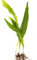 PondPlantsUK Mixed Tropical Live Aquarium Plants (25 Loose Java Fern)