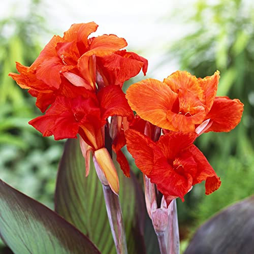 3 wunderschöne bezaubernde cannas knolle mit verschiedenen Blumensorten die zusammen gepflanzt werden bilden eine einzigartige Landschaft Schaffen Sie ein schönes Wohnumfeld