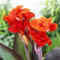 3 wunderschöne bezaubernde cannas knolle mit verschiedenen Blumensorten die zusammen gepflanzt werden bilden eine einzigartige Landschaft Schaffen Sie ein schönes Wohnumfeld