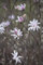 Magnolia soulangiana 'Tulpenmagnolie' 5L Topf, 60-80cm Zierstrauch, Winterhart & Blütenreich
