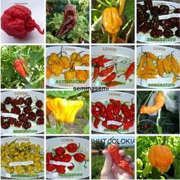 160 Semi PEPERONCINO in 16 Varietà delle Più Piccanti e Gustose del Mondo COLLEZIONE 2:10 CAROLINA REAPER, 10 GHOST CHILI CHOCOLATE, 10 HABANERO MUSTARD, 10...