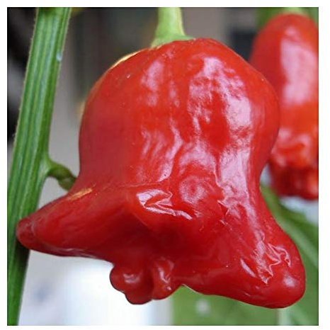 Chilli Min Red Bell - Chili Miniature Red Bell - 5 Samen