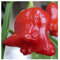 Chilli Min Red Bell - Chili Miniature Red Bell - 5 Samen