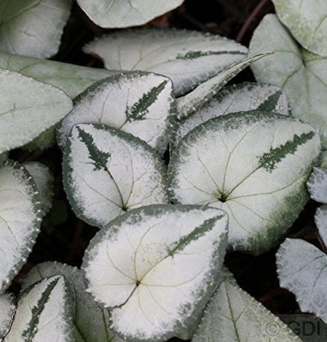 Frühlings Alpenveilchen Silber Leaf - Cyclamen coum - lebende Gartenpflanze aus den Baumschulen