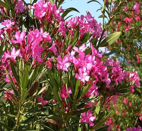 45 semillas de flor de adelfa rosa