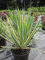 Yucca filamentosa Bright Edge - Palmlilie Bright Edge - 40-60cm