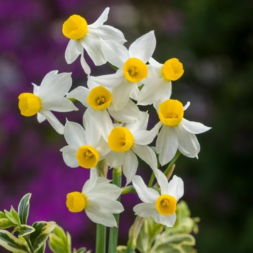 Carbeth Plants - 100 x Daffodil Canaliculatus Spring Bulbs - White Dwarf Miniature Narcissus Spring Flowering Perennials - UK Hardy Pollinator Friendly - Grow in Beds, Borders and Patio Pots