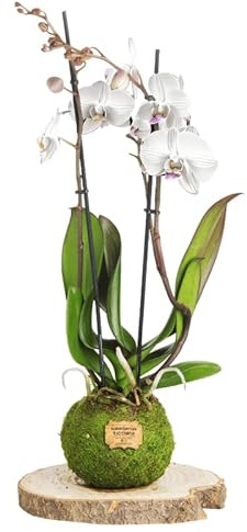 Kokedama Orquídea Blanca - Kokedama Interior | Bola de Musgo Vivo | Planta Natural | Planta Interior | Decoración Hogar | Fácil Cuidado y Mantenimiento