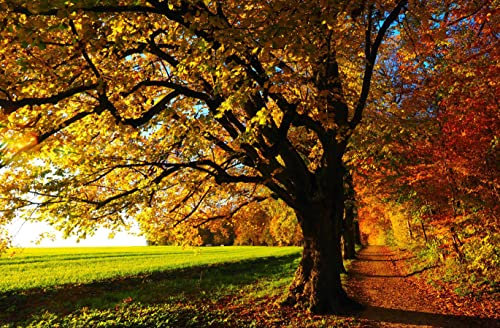 hansepuzzle 15024 - Baum Puzzle 500 Teile | Natur Puzzle mit hochwertiger Puzzle Aufbewahrung: Kartonbox und Wieder verschließbarem Beutel | Puzzle-Maße: 46 x 30 cm