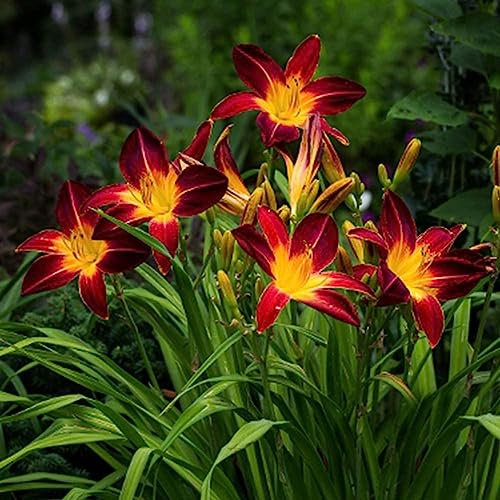100 Unids/bolsa Semillas de Daylily Erigidas Fácil de cultivar Amarillo-naranja Hemerocallis Fulva Semillas Bareroot Semillas de Flores Semillas de Flores Árbol Frutal Semillas de Vegetales Semil
