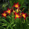 100 Unids/bolsa Semillas de Daylily Erigidas Fácil de cultivar Amarillo-naranja Hemerocallis Fulva Semillas Bareroot Semillas de Flores Semillas de Flores Árbol Frutal Semillas de Vegetales Semil